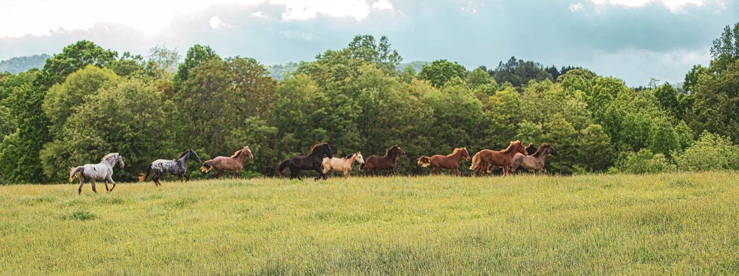 Spring Valley Farm